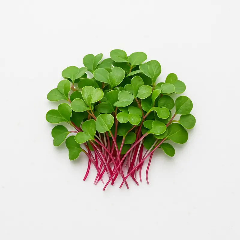 Verde Padrão - Image 3